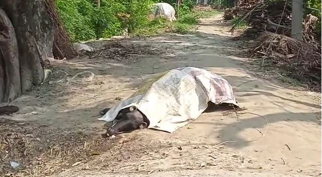 हाजीपुर/बिहार के वैशाली जिले में हाईटेंशन तार की चपेट में आने से भैंस की मौत ,मालिक घायल।