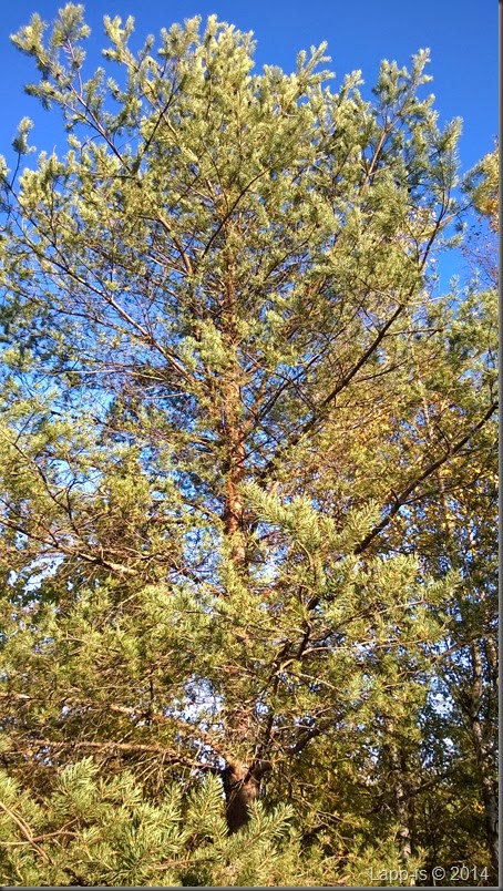 WP_20140929_006