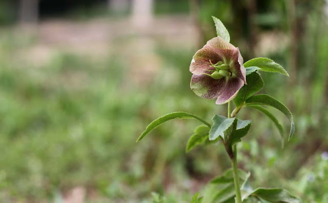 Lenten Rose Flowers