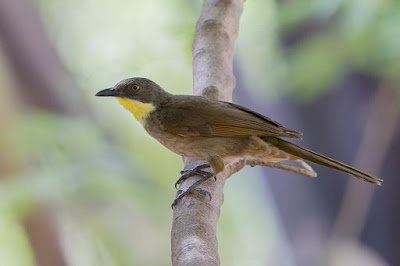 Atimastillas flavicollis