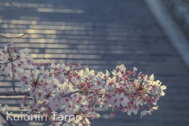 Stairway of light なごり 京都市東山区 知恩院