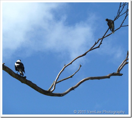 TwoBirdsp1020495