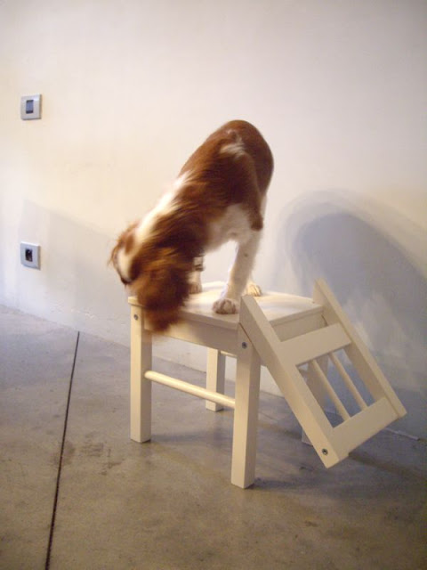 Dog chair