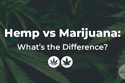 Hemp vs Marijuana: What’s the Difference?