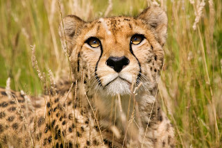 Cheetah wallpaper