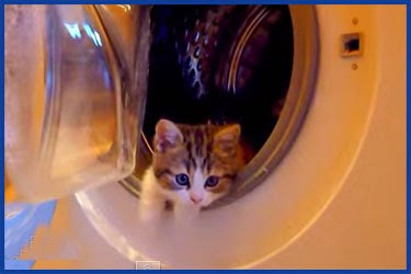 Katzen und Waschmaschinen