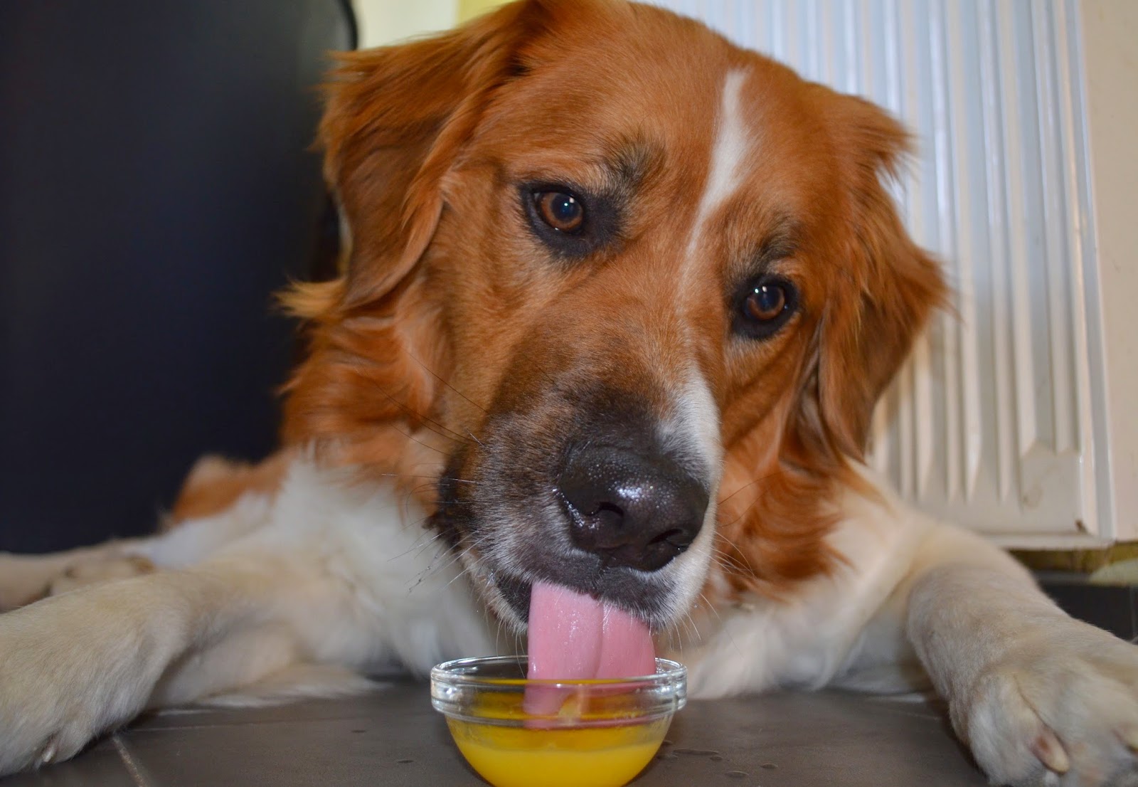 Is orange juice good for dogs?