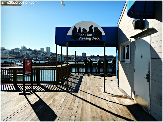 Leones Marinos en Pier 39 del Fisherman´s Wharf