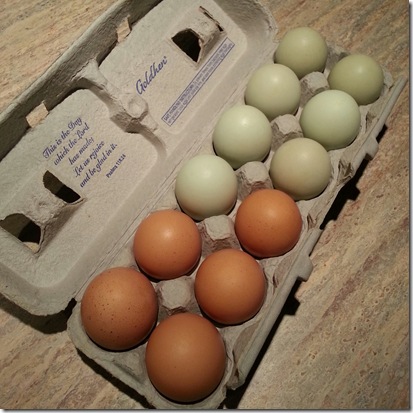 eggs