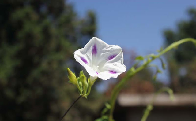 Morning Glory Flowers Pictures