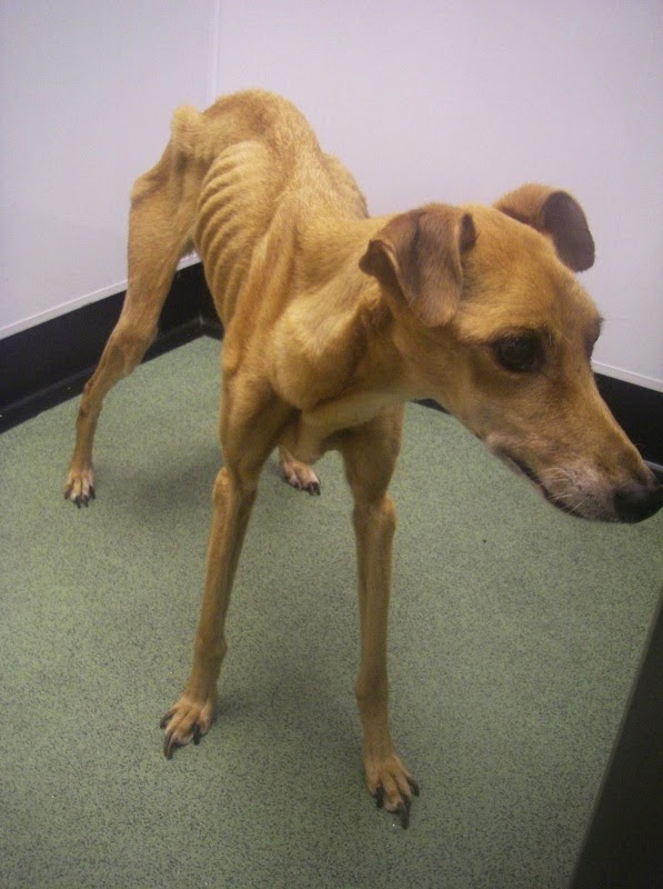 Severely Emaciated Dog is Worst Neglect Case