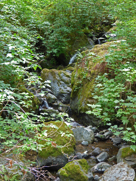 Redwood Nature Trail, Loeb State Park