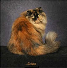 gambar kucing reverse tortoiseshell