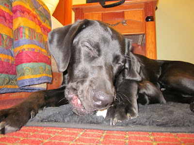 Close up ground view of Dagan chewing on his bone with his eyes squinted