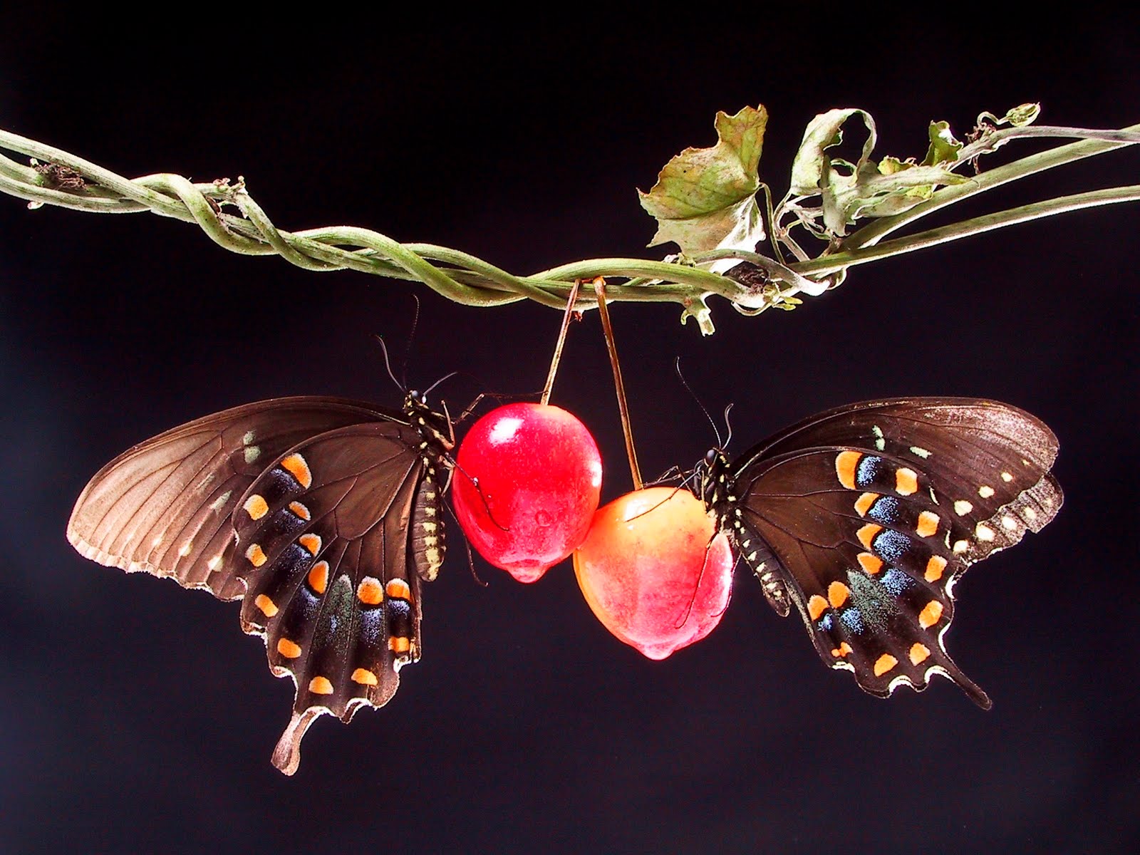 Two Butterflies in Love Wallpaper