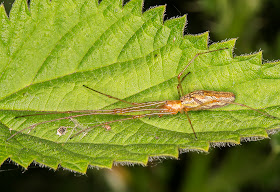 Tetragnatha species.  Female.  Sevenoaks Wildlife Reserve, walk with a warden (Susanna Clerici), 1 June 2014.