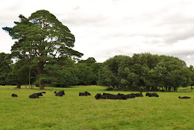 Black Kerry Dairy Cows in a grassy green field along the Ring of Kerry drive, Killarney, Ireland