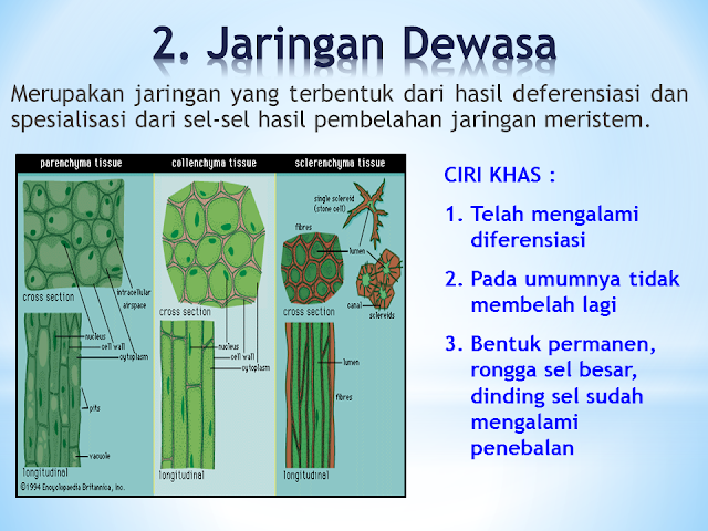 Jaringan Dewasa