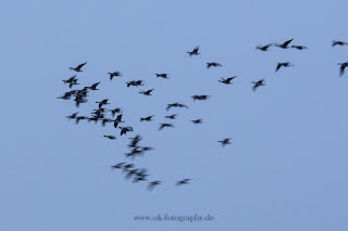 Naturfotografie Wildlifefotografie Mitzieher ICM Olaf Kerber