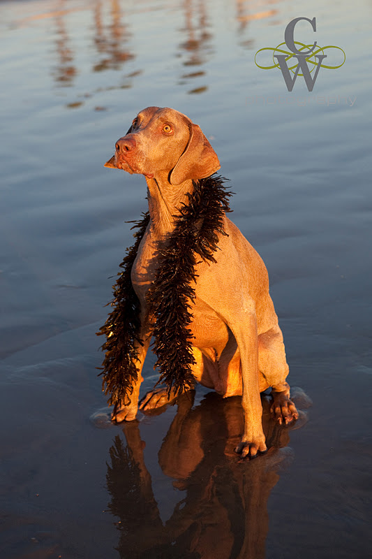 Pet Photography, Huntington beach dog park