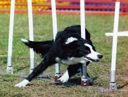 agility