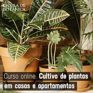 Curso Online de Cultivo de Plantas em Casas e Apartamentos