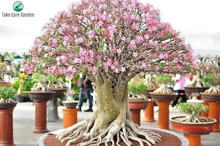 How to Care for Adenium obesum (Desert Rose)