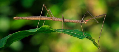 Jumping Stick Insect