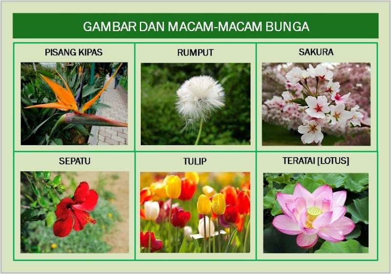 17+ Terindah Gambar Bunga Dan Nama Nama Bagiannya
