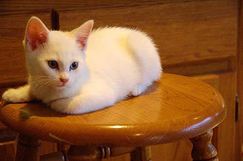 kitten wallpapers. white kitten wallpapers