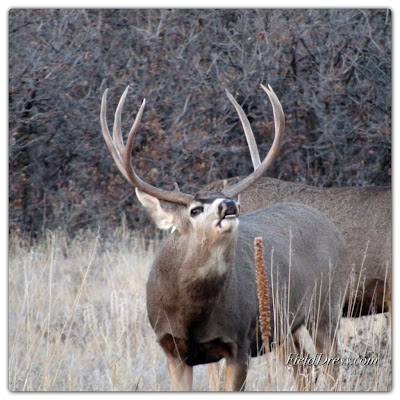 deer, hunting, fishing, outdoors