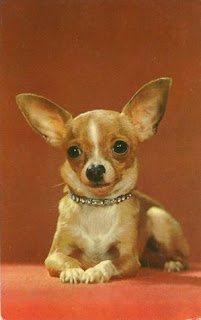 Chihuahua photos