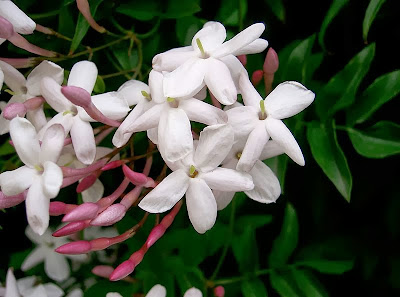 http://en.wikipedia.org/wiki/Jasminum_polyanthum