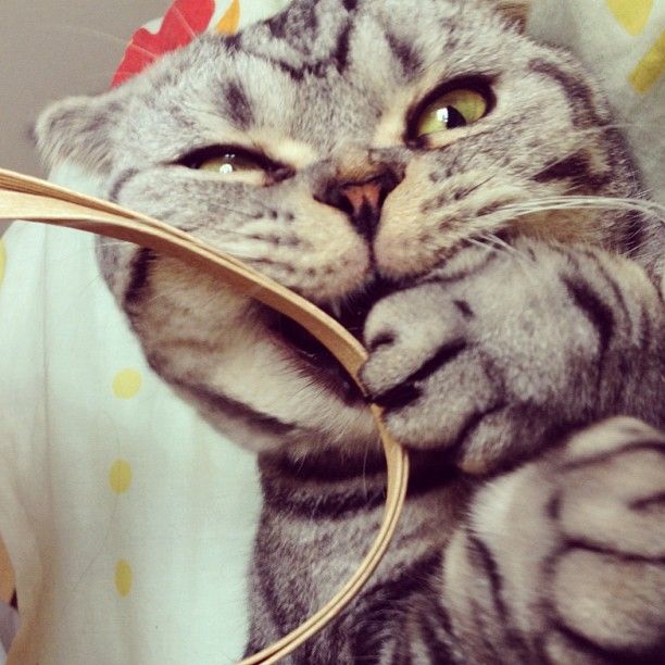 Shishi-Maru is a Scottish Fold cat from Instagram, cute cat pictures, famous Instagram cat