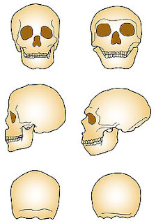 Neandertaller ve Özellikleri 