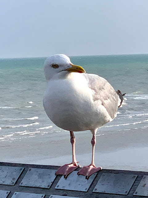 seagull in Hastings