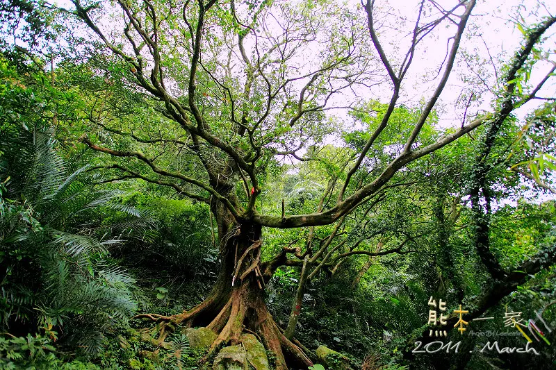 五寮尖媲美皇帝殿｜新北三大尖山｜玉觀音｜龍山巖登山口｜五寮尖登頂