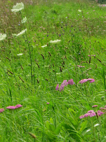 yarrow and queen anne's lace