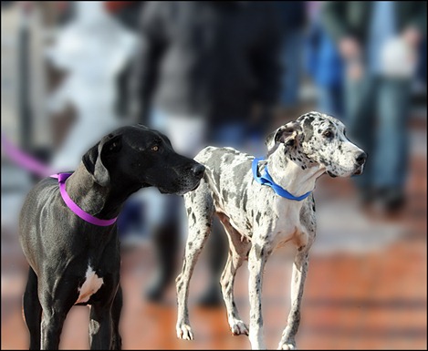 2dogs