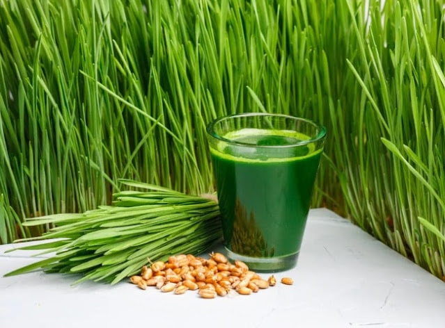 Wheatgrass: Benefits, Uses, and How to Grow It