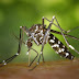 ¡Dengue no da tregua! Siguen apareciendo casos