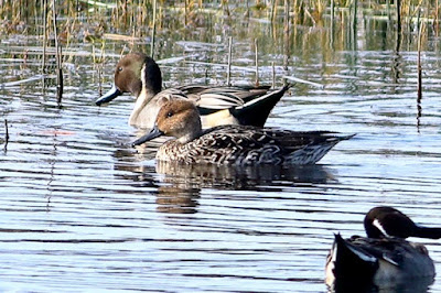 "Northern Pintail - Anas acuta, winter visitors stay the winters in the refuge of the Duck Pond."
