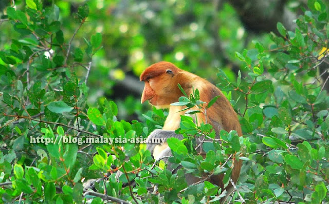 Proboscis Monkey Photo