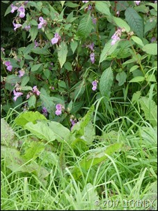 P1130421sm