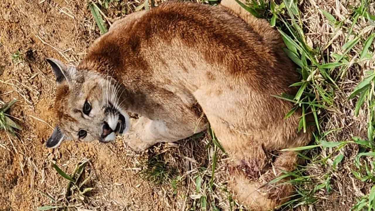 Onça é atropelada em rodovia de Itápolis