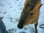 Dasher in the woods