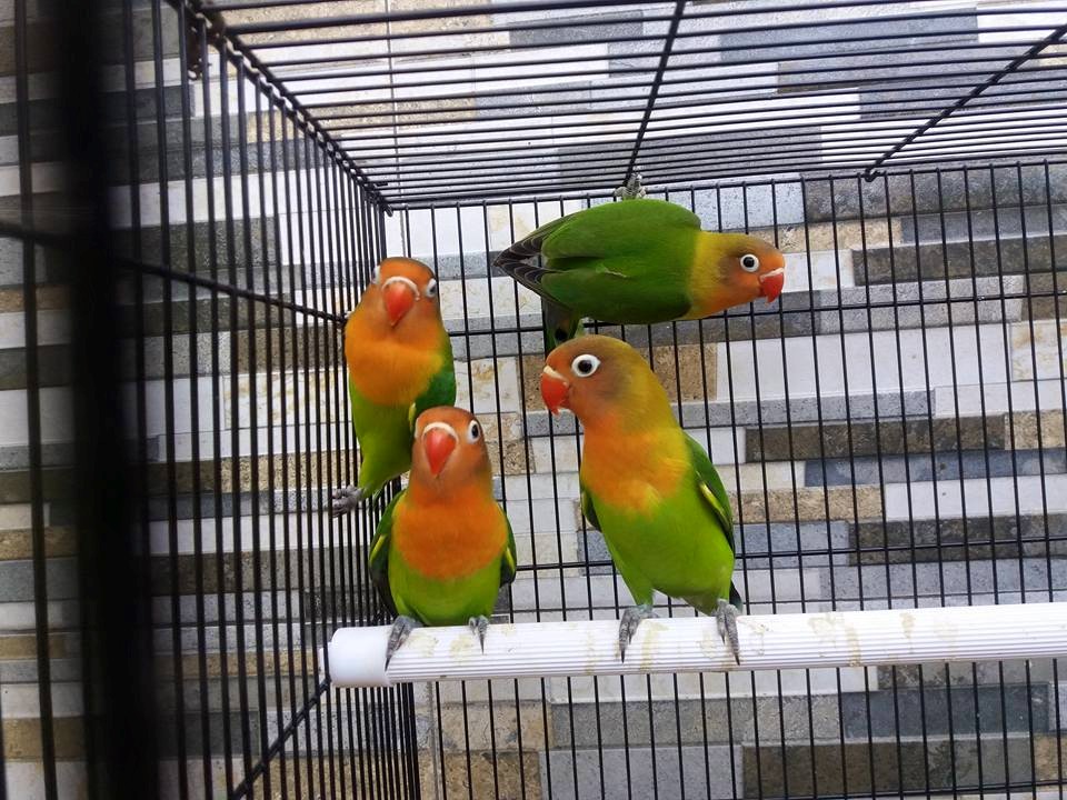 CARA MUDAH MENGATASI LOVE BIRD  MANDI  DI TEMPAT  PAKAN 