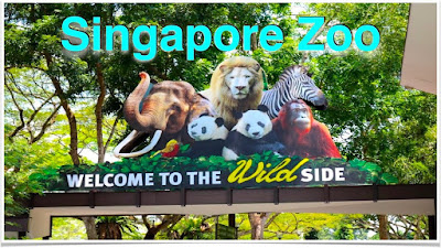 Singapore Zoo - Trips Wheel Pvt Ltd