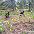 Babinsa Koramil 03 Sioban Serda Efendi lakukan pendampingan Petani Jagung agar  hasil panen yang memuaskan di Desa Takuman Desa Sioban Kab Kep Mentawai