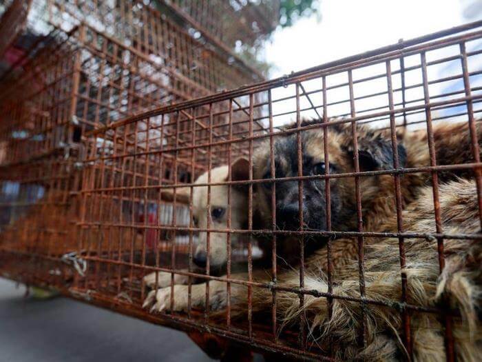 China Has Finally Banned Dog Meat From The Infamous Yulin Festival